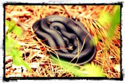 blacksnake-snake.jpg